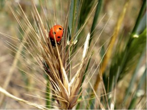 Wheat field and a ladybird.
