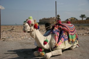 Resting Camel