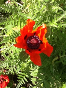 Red Poppy