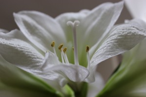 amaryllis 2