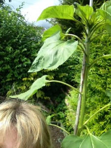 Sunflower in the garden