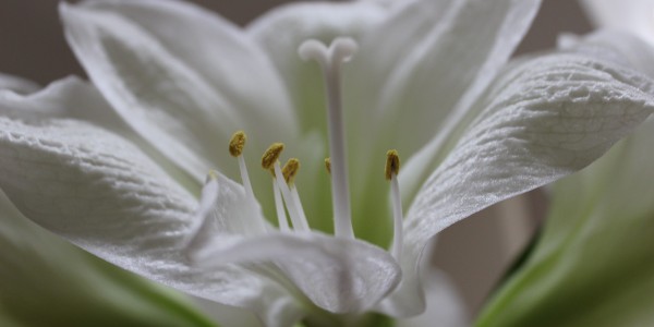 amaryllis 2